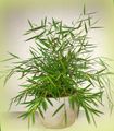   zöld Szobanövények Miniatűr Bambusz / Pogonatherum fénykép
