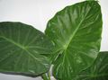   绿 室内植物 大象耳朵 / Alocasia 照