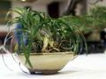  绿 室内植物 苍龙，百合，草坪，蛇的胡子 / Ophiopogon 照
