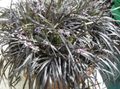   zilverachtig Kamerplanten Zwarte Draak, Lelie-Turf, Baard Slang / Ophiopogon foto