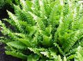   žalias Vidinis augalai Phyllitis / Phyllitis scolopendrium Nuotrauka