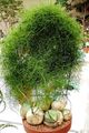   vert des plantes en pot Escalade Oignon / Bowiea Photo