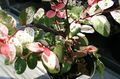   rengârenk Kapalı bitkiler Kar Çalı çalı / Breynia fotoğraf