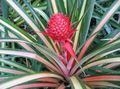   kropenatý Pokojové rostliny Ananas fotografie