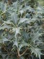  сріблястий Кімнатні Рослини Османтус чагарник / Osmanthus Фото