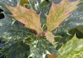   kropenatý Pokojové rostliny Čaj Olivová křoví / Osmanthus fotografie
