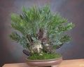   green Indoor Plants Florida Arrowroot tree / Zamia Photo
