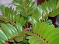   groen Kamerplanten Florida Arrowroot boom / Zamia foto