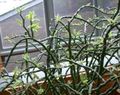   rengârenk Kapalı bitkiler Jacobs Merdiveni, Şeytanlar Omurga çalı / Pedilanthus fotoğraf