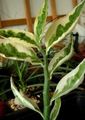   pestriț Plante de Interior Scara Jacobs, Diavoli Coloana Vertebrală arbust / Pedilanthus fotografie