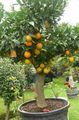   zielony Pokojowe Rośliny Pomarańczowy drzewa / Citrus sinensis zdjęcie