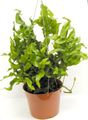  緑色 屋内植物 Polypody / Polypodium フォト