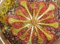   薄緑 屋内植物 丸い葉のモウセンゴケ / Drosera フォト