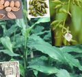   zelená Vnútorné Rastliny Cardamomum, Elettaria Cardamomum fotografie
