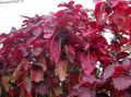   rood Kamerplanten Brand Draak Acalypha, Hoja De Cobre, Koper Blad struik / Acalypha wilkesiana foto