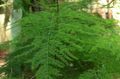   vihreä Sisäkasvit Parsa / Asparagus kuva