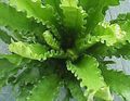   vert des plantes en pot Spleenwort / Asplenium Photo