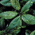   margas Vidinis augalai Aukso Dulkių Medis, Aucuba Japonica krūmas Nuotrauka
