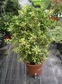   motley Innendørs Planter Japanese Spindel busk / Euonymus japonica Bilde