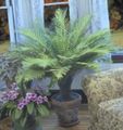   verde Le piante domestiche Duro Felce / Blechnum gibbum foto