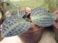   pestriț Geogenanthus, Plante Seersucker fotografie