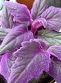   fialový Vnútorné Rastliny Nachový Zamat Závod, Kráľovský Zamatová Závod / Gynura aurantiaca fotografie