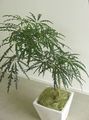   暗緑色 屋内植物 偽アラリア 木 / Dizygotheca elegantissima フォト