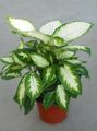   на петна Интериорни растения Гигант Тъпо Тръстика, Дифенбахия / Dieffenbachia снимка