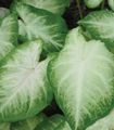 Photo Caladium Herbaceous Plant description