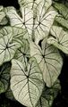   ezüstös Szobanövények Caladium fénykép