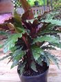   тъмно-зелен Calathea, Зебра Растение, Паун Растителна снимка