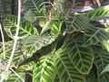   kropenatý Calathea, Zebra Rostlina, Páv Rostlina fotografie