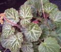   bont Kamerplanten Marskramer's Mand, Roeien Zeeman, Strawberry Geranium / Saxifraga stolonifera foto