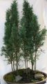   vert des plantes en pot Cyprès des arbres / Cupressus Photo