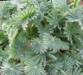   simli Kapalı bitkiler Oxalis fotoğraf