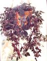   clarete Plantas de Interior Mikania Ternata foto