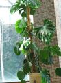   dunkel-grün Topfpflanzen Geteilte Blatt Philodendron liane / Monstera Foto
