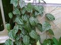   sötétzöld Szobanövények Celebesz Bors, Paprika Csodálatos kúszónövény / Piper crocatum fénykép