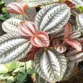   rengârenk Kapalı bitkiler Alüminyum Tesisi / Pilea fotoğraf