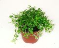   světle-zelená Pokojové rostliny Dělostřelectvo Kapradina, Miniaturní Peperomia / Pilea microphylla, Pilea depressa fotografie