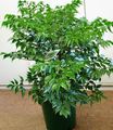  πράσινος Εσωτερικά φυτά China Doll θάμνοι / Radermachera sinica φωτογραφία