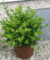   žalias Vidinis augalai Bukszpanowy krūmas / Buxus Nuotrauka