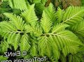   светло-зелен Интериорни растения Selaginella снимка