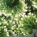   bigarré des plantes en pot Selaginella Photo