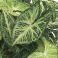   bigarré des plantes en pot Syngonium une liane Photo