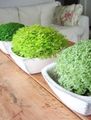   светло-зеленый Комнатные Растения Солейролия (Хельксина, Гелксина) / Helxine Фото