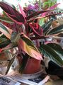   bigarré des plantes en pot Triostar, Jamais, Jamais Usine / Stromanthe sanguinea Photo