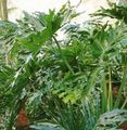   žalias Vidinis augalai Filodendras / Philodendron Nuotrauka
