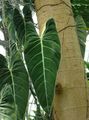 Philodendron Liane