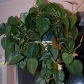   yeşil Kapalı bitkiler Philodendron Liana tropik sarmaşık / Philodendron  liana fotoğraf